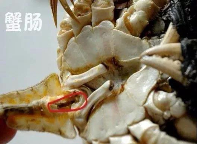 【分享】吃蟹正當時，這7類人要管住嘴！(圖6)