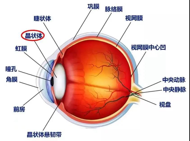 【提醒】躲不過的白內(nèi)障，究竟何時做才最有效？(圖3)