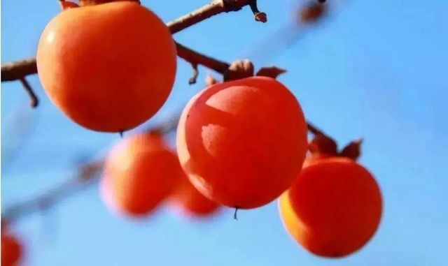 【霜降】今天起，不要吃燒烤了？(圖8)