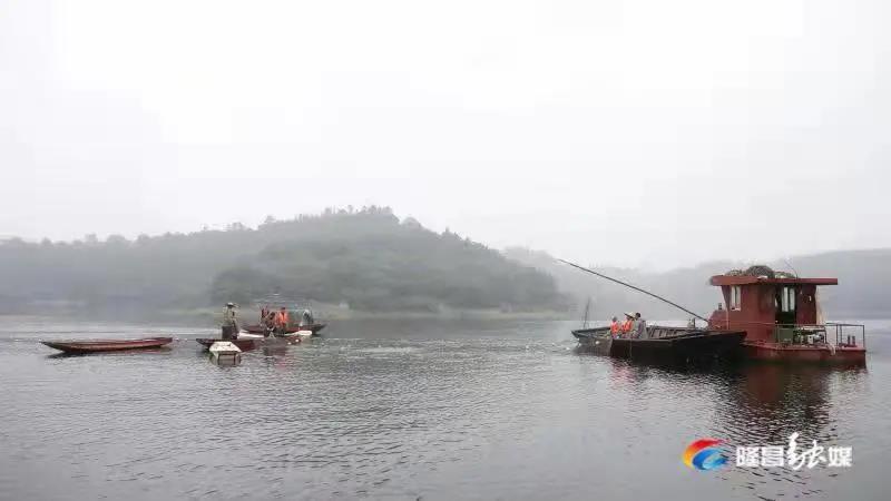 場面震撼！隆昌古宇湖大捕魚、捕大魚(圖2)