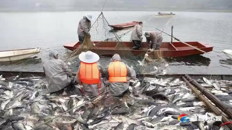 場面震撼！隆昌古宇湖大捕魚、捕大魚(圖3)