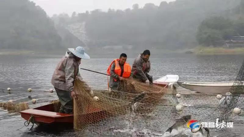 場面震撼！隆昌古宇湖大捕魚、捕大魚(圖5)