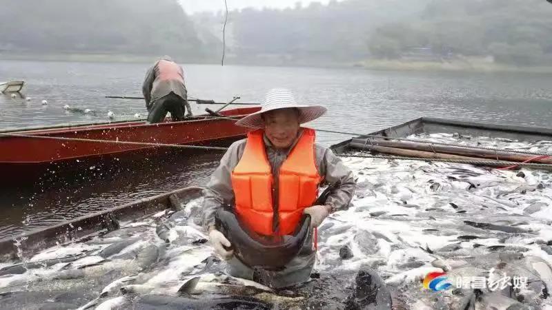 場面震撼！隆昌古宇湖大捕魚、捕大魚(圖6)