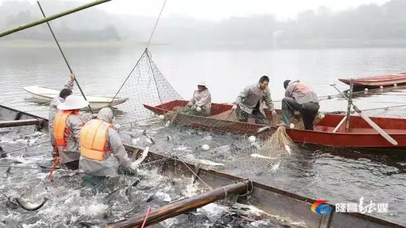 場面震撼！隆昌古宇湖大捕魚、捕大魚(圖7)