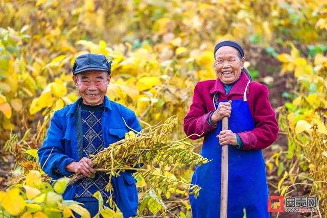 解決三大難題！自貢開(kāi)創(chuàng)大豆種植新模式(圖3)