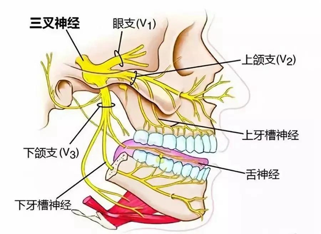 【視頻】三叉神經(jīng)痛痛痛痛痛不停，該如何拯救？趕緊戳進(jìn)來(lái)看！(圖3)