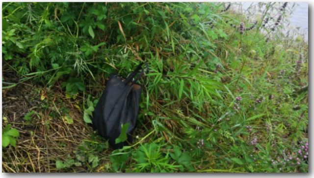 瀘州男子丟棄口袋 警察打開大吃一驚