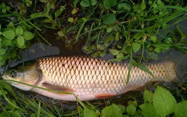 【圍觀】男子生吞魚膽，性命垂危……