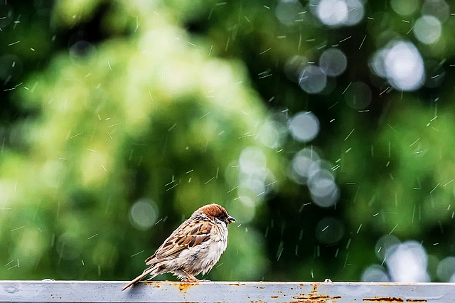 節(jié)氣丨雨水：春風(fēng)化雨，喜迎春歸