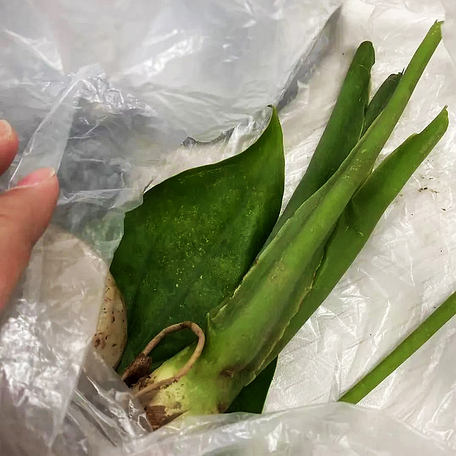 【警惕】多例小區(qū)內(nèi)中毒，這種“芋頭”千萬別吃別碰